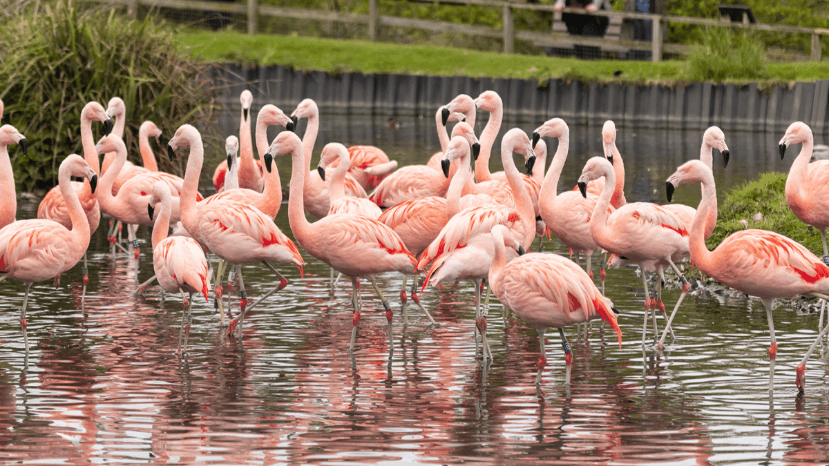 WWT Washington Wetland Centre - Photo 1