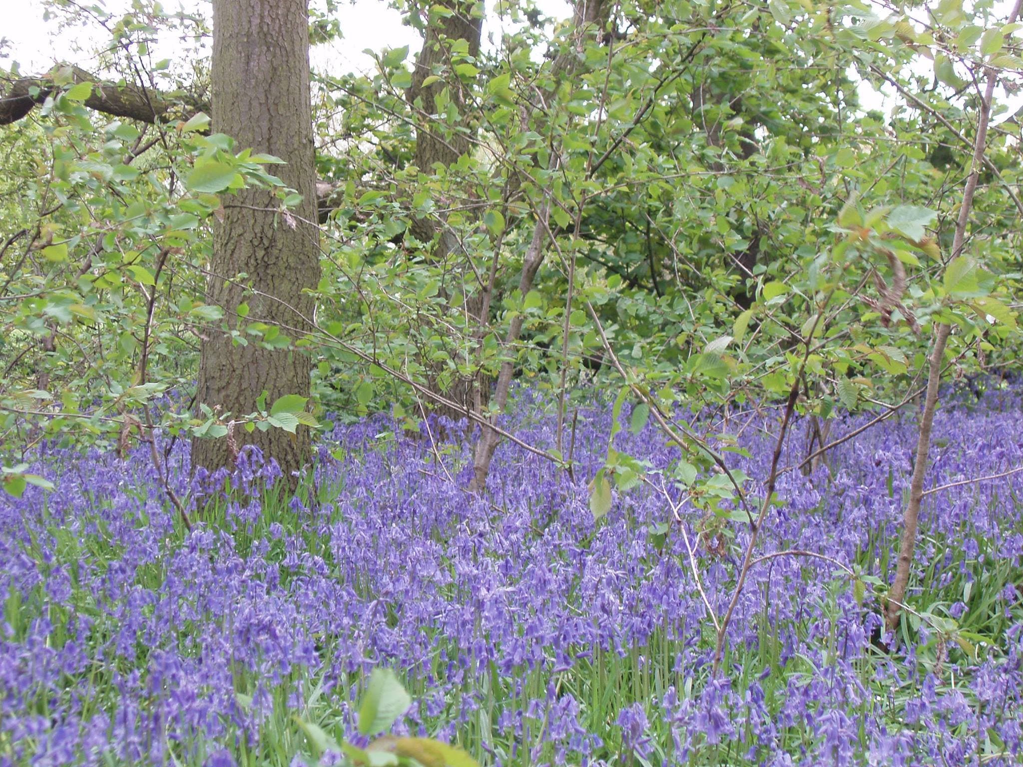 Woolley Woods - Photo 1