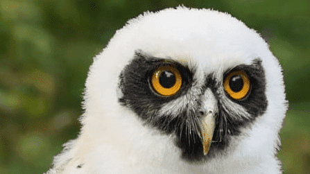 Loch Lomond Bird Of Prey Centre - Photo 1