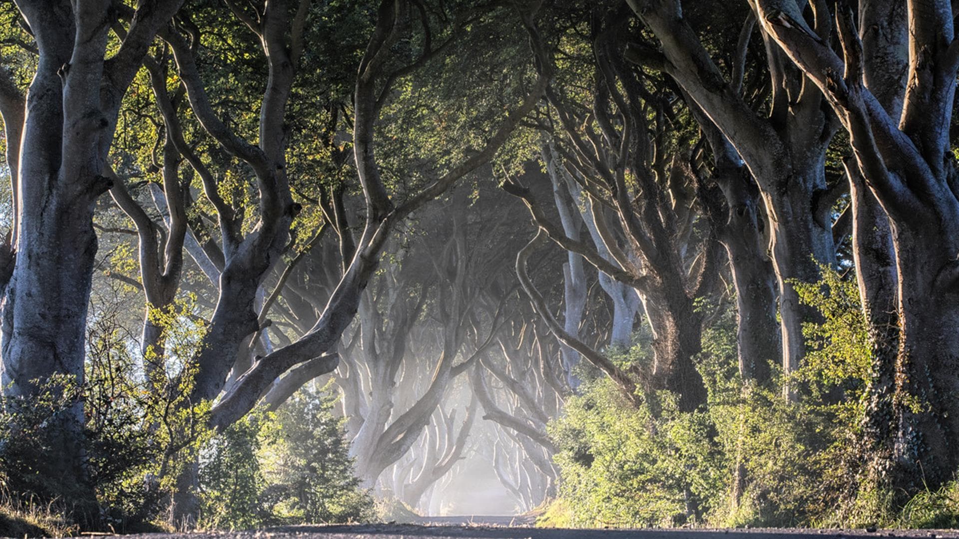 The Dark Hedges - Photo 1
