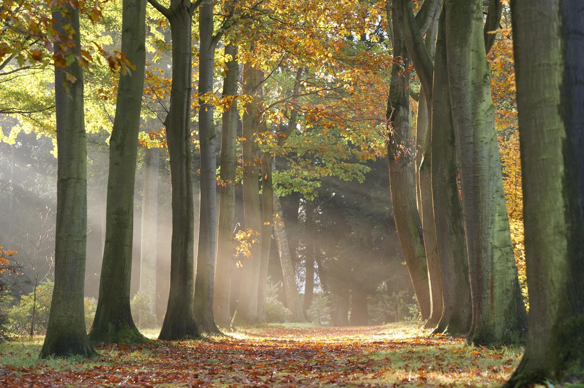 Thorp Perrow Arboretum and Wildlife Park - Photo 1