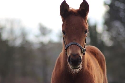 National Stud - Photo 1