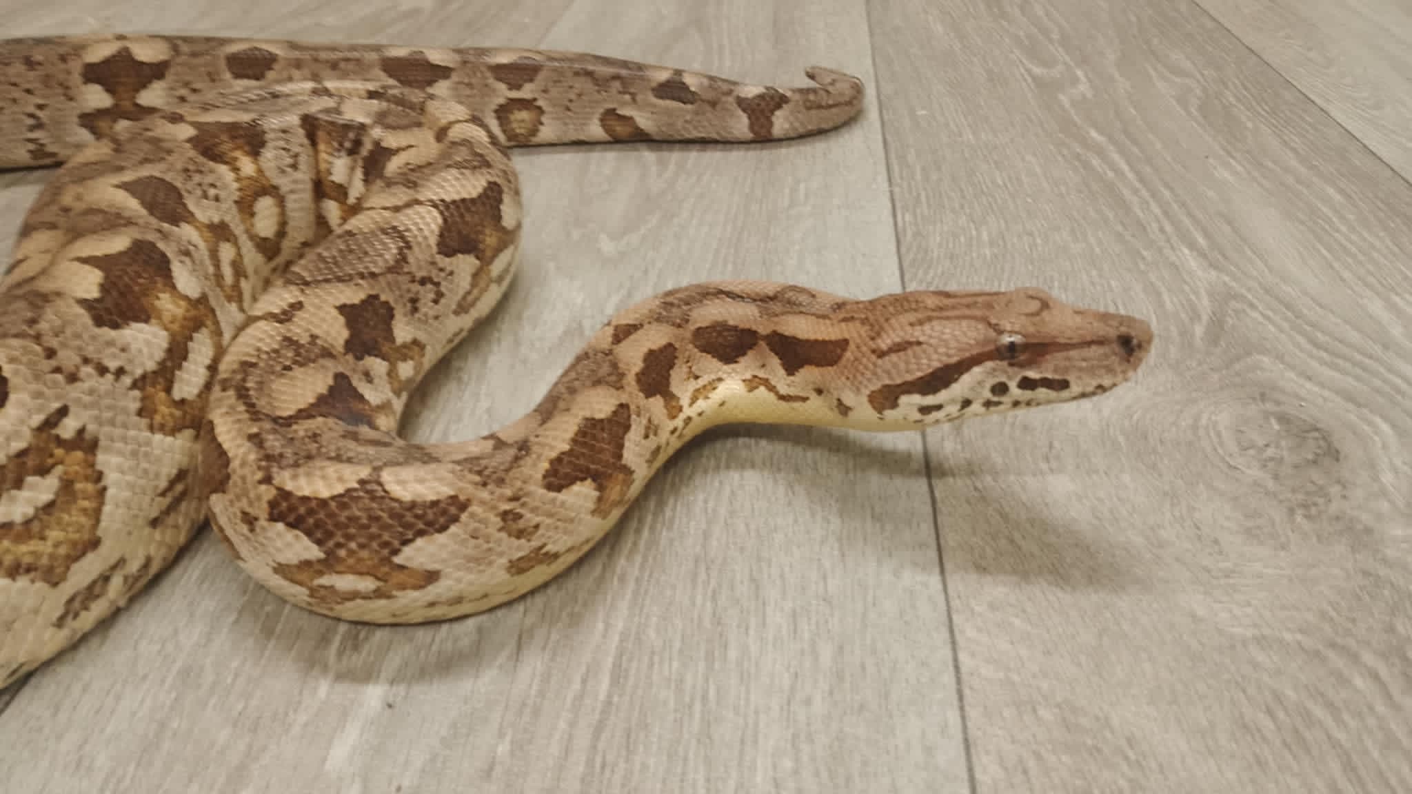 DJL Exotics - Photo 1